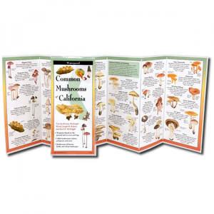 Common Mushrooms of California Nature Guide