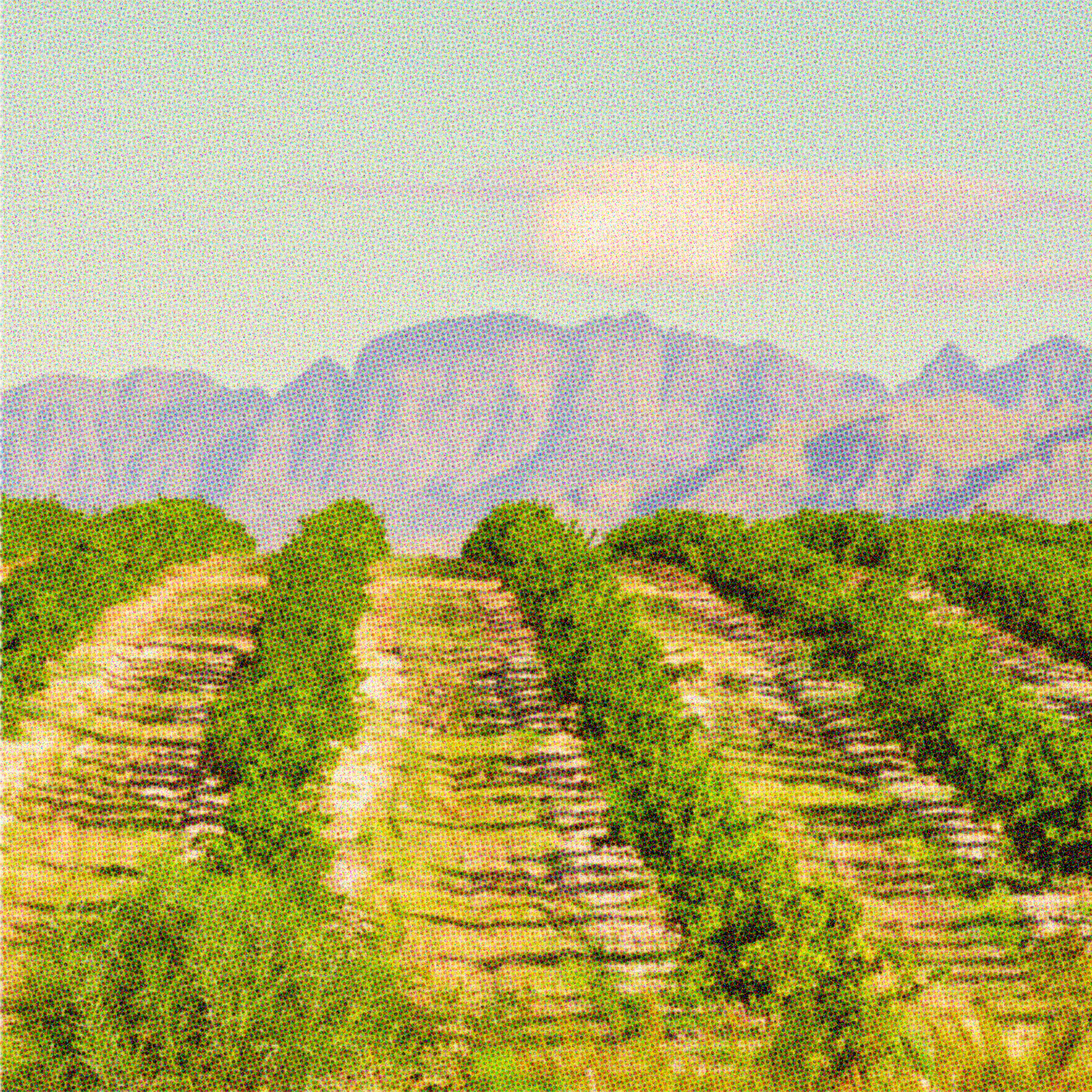 The Goodland's Sweetest Celebration: A Brief History of the Goleta Lemon Festival