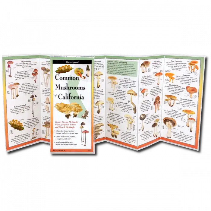 Common Mushrooms of California Nature Guide