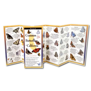 Common Butterflies of California Nature Guide